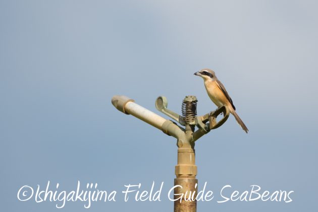 9%e6%9c%8824%e6%97%a5%e7%9f%b3%e5%9e%a3%e5%b3%b6%e3%83%90%e3%83%bc%e3%83%89%e3%82%a6%e3%82%aa%e3%83%83%e3%83%81%e3%83%b3%e3%82%b0%ef%bc%86%e9%87%8e%e9%b3%a5%e6%92%ae%e5%bd%b1%e3%82%ac%e3%82%a4