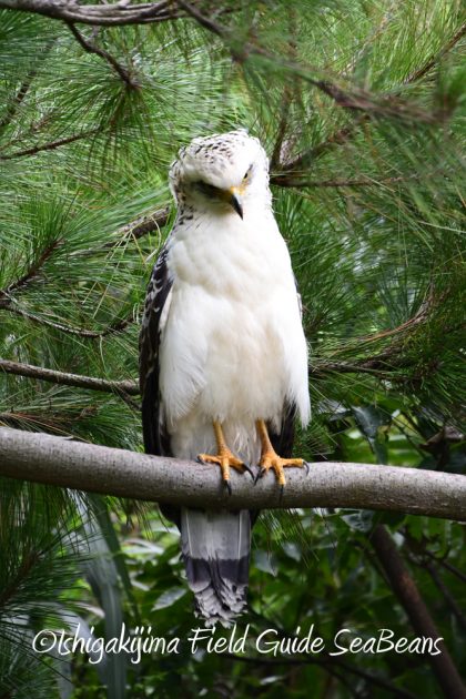 9月7日石垣島バードウオッチング&野鳥撮影ガイド14