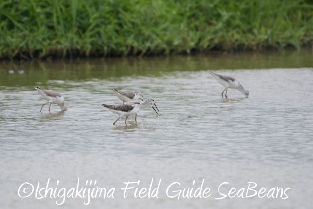 9%e6%9c%8826%e6%97%a5%e7%9f%b3%e5%9e%a3%e5%b3%b6%e3%83%90%e3%83%bc%e3%83%89%e3%82%a6%e3%82%aa%e3%83%83%e3%83%81%e3%83%b3%e3%82%b0%ef%bc%86%e9%87%8e%e9%b3%a5%e6%92%ae%e5%bd%b1%e3%82%ac%e3%82%a4