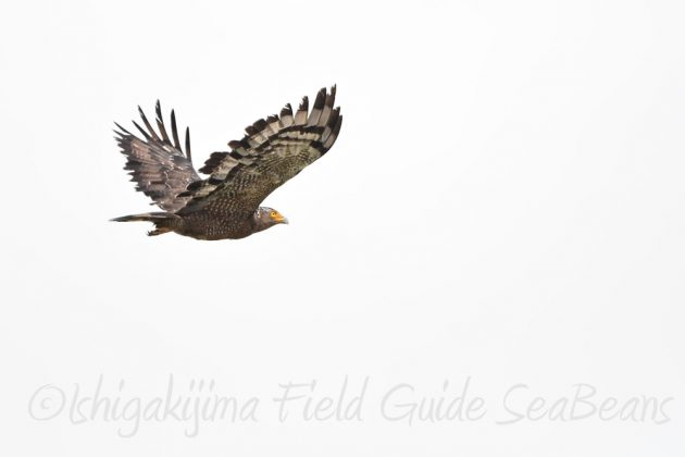 9%e6%9c%8815%e6%97%a5%e7%9f%b3%e5%9e%a3%e5%b3%b6%e9%b3%a5%e7%8d%a3%e4%bf%9d%e8%ad%b7%e5%8c%ba%e5%9f%9f%e5%b7%a1%e5%9b%9e%e8%aa%bf%e6%9f%bb8