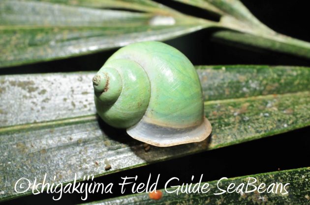 9%e6%9c%8812%e6%97%a5%e7%9f%b3%e5%9e%a3%e5%b3%b6%e3%83%8a%e3%82%a4%e3%83%88%e3%83%84%e3%82%a2%e3%83%bc16