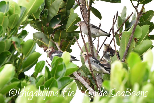 9%e6%9c%8821%e6%97%a5%e7%9f%b3%e5%9e%a3%e5%b3%b6%e3%83%90%e3%83%bc%e3%83%89%e3%82%a6%e3%82%aa%e3%83%83%e3%83%81%e3%83%b3%e3%82%b0%ef%bc%86%e9%87%8e%e9%b3%a5%e6%92%ae%e5%bd%b1%e3%82%ac%e3%82%a4