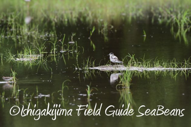 9%e6%9c%889%e6%97%a5%e7%9f%b3%e5%9e%a3%e5%b3%b6%e3%83%90%e3%83%bc%e3%83%89%e3%82%a6%e3%82%aa%e3%83%83%e3%83%81%e3%83%b3%e3%82%b0%ef%bc%86%e9%87%8e%e9%b3%a5%e6%92%ae%e5%bd%b1%e3%82%ac%e3%82%a4%e3%83%89