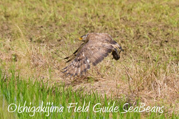 9月1日石垣島バードウオッチング&野鳥撮影ガイド14