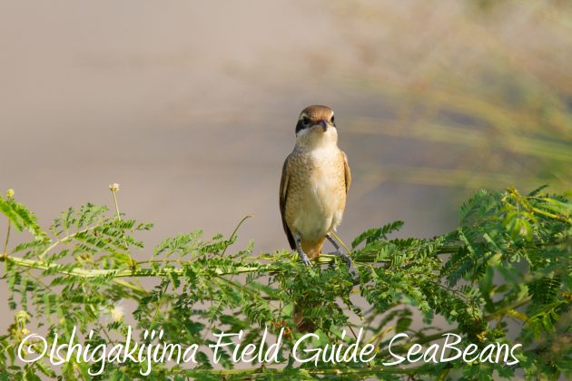 9月3日石垣島バードウオッチング＆野鳥撮影ガイド10