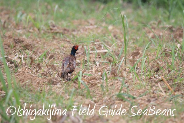 9月3日石垣島バードウオッチング＆野鳥撮影ガイド20