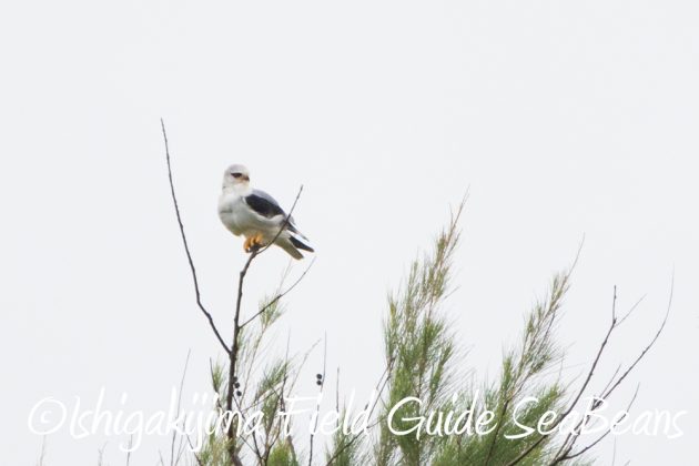 9%e6%9c%8821%e6%97%a5%e7%9f%b3%e5%9e%a3%e5%b3%b6%e3%83%90%e3%83%bc%e3%83%89%e3%82%a6%e3%82%aa%e3%83%83%e3%83%81%e3%83%b3%e3%82%b0%ef%bc%86%e9%87%8e%e9%b3%a5%e6%92%ae%e5%bd%b1%e3%82%ac%e3%82%a4