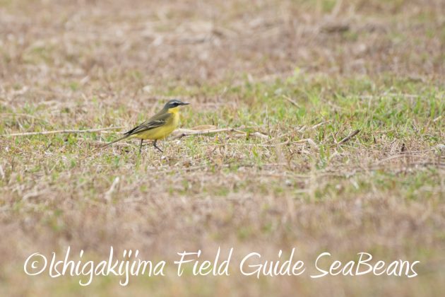 9%e6%9c%8819%e6%97%a5%e7%9f%b3%e5%9e%a3%e5%b3%b6%e3%83%90%e3%83%bc%e3%83%89%e3%82%a6%e3%82%aa%e3%83%83%e3%83%81%e3%83%b3%e3%82%b0%ef%bc%86%e9%87%8e%e9%b3%a5%e6%92%ae%e5%bd%b1%e3%82%ac%e3%82%a4