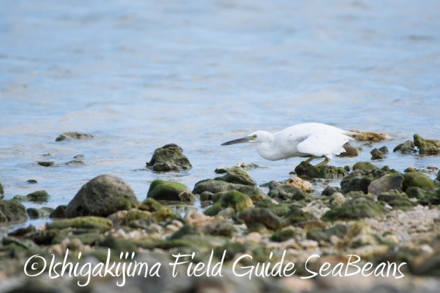 9%e6%9c%8824%e6%97%a5%e7%9f%b3%e5%9e%a3%e5%b3%b6%e3%83%90%e3%83%bc%e3%83%89%e3%82%a6%e3%82%aa%e3%83%83%e3%83%81%e3%83%b3%e3%82%b0%ef%bc%86%e9%87%8e%e9%b3%a5%e6%92%ae%e5%bd%b1%e3%82%ac%e3%82%a4