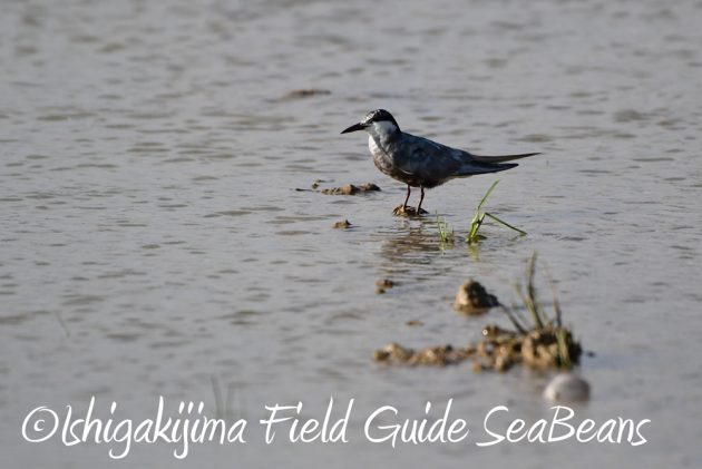 C-_Users_SeaBeans_Desktop_9月5日石垣島バードウオッチング＆野鳥撮影ガイド6