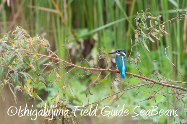 9%e6%9c%8812%e6%97%a5%e7%9f%b3%e5%9e%a3%e5%b3%b6%e3%83%90%e3%83%bc%e3%83%89%e3%82%a6%e3%82%aa%e3%83%83%e3%83%81%e3%83%b3%e3%82%b0%ef%bc%86%e9%87%8e%e9%b3%a5%e6%92%ae%e5%bd%b1%e3%82%ac%e3%82%a4