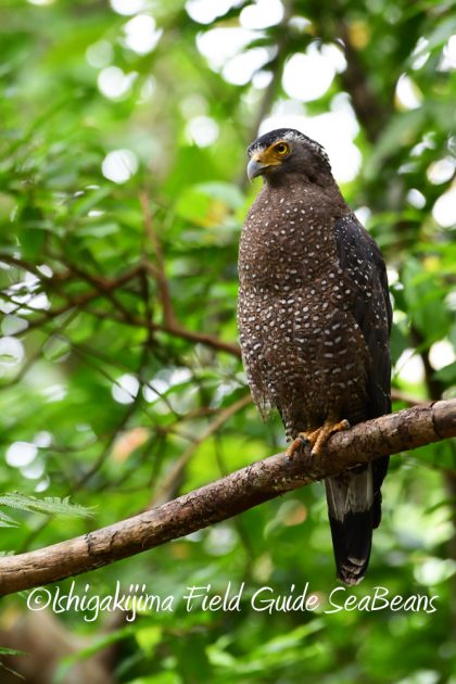 9%e6%9c%8823%e6%97%a5%e7%9f%b3%e5%9e%a3%e5%b3%b6%e3%83%90%e3%83%bc%e3%83%89%e3%82%a6%e3%82%aa%e3%83%83%e3%83%81%e3%83%b3%e3%82%b0%ef%bc%86%e9%87%8e%e9%b3%a5%e6%92%ae%e5%bd%b1%e3%82%ac%e3%82%a4