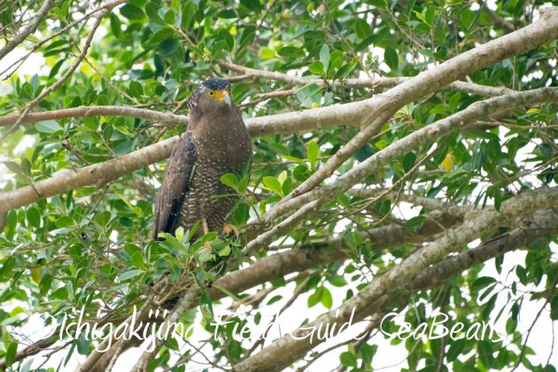 9%e6%9c%8822%e6%97%a5%e7%9f%b3%e5%9e%a3%e5%b3%b6%e3%83%90%e3%83%bc%e3%83%89%e3%82%a6%e3%82%aa%e3%83%83%e3%83%81%e3%83%b3%e3%82%b0%ef%bc%86%e9%87%8e%e9%b3%a5%e6%92%ae%e5%bd%b1%e3%82%ac%e3%82%a4