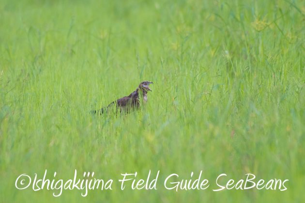 9%e6%9c%8812%e6%97%a5%e7%9f%b3%e5%9e%a3%e5%b3%b6%e3%83%90%e3%83%bc%e3%83%89%e3%82%a6%e3%82%aa%e3%83%83%e3%83%81%e3%83%b3%e3%82%b0%ef%bc%86%e9%87%8e%e9%b3%a5%e6%92%ae%e5%bd%b1%e3%82%ac%e3%82%a4