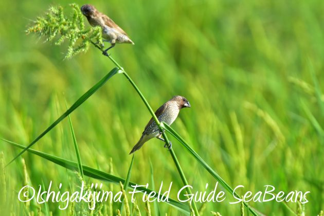 9月4日石垣島バードウオッチング&野鳥撮影ガイド2