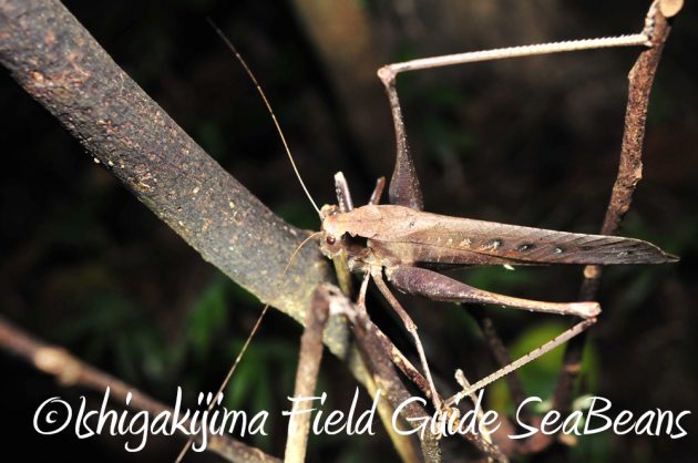 9%e6%9c%8822%e6%97%a5%e7%9f%b3%e5%9e%a3%e5%b3%b6%e3%83%8a%e3%82%a4%e3%83%88%e3%83%84%e3%82%a2%e3%83%bc9