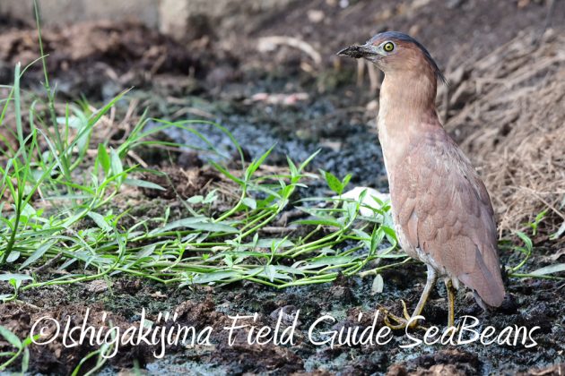 C-_Users_SeaBeans_Desktop_9月5日石垣島バードウオッチング＆野鳥撮影ガイド13