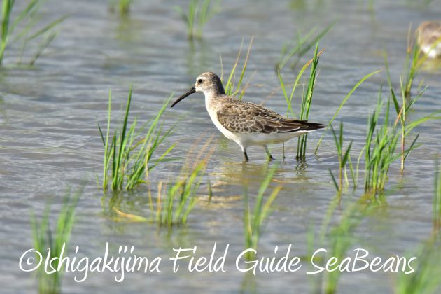 9月4日石垣島バードウオッチング&野鳥撮影ガイド6