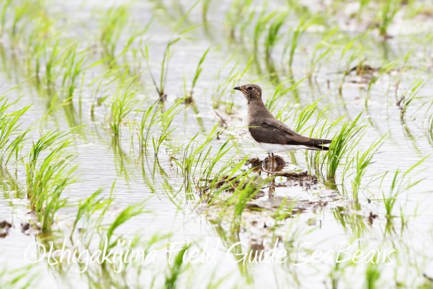 9月7日石垣島バードウオッチング&野鳥撮影ガイド6
