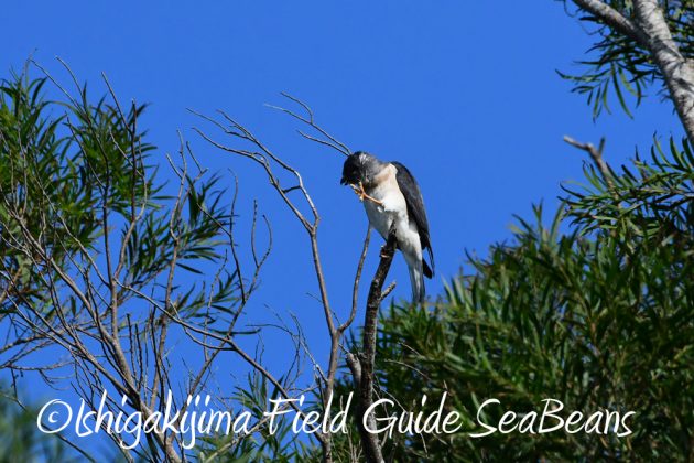 9%e6%9c%8823%e6%97%a5%e7%9f%b3%e5%9e%a3%e5%b3%b6%e3%83%90%e3%83%bc%e3%83%89%e3%82%a6%e3%82%aa%e3%83%83%e3%83%81%e3%83%b3%e3%82%b0%ef%bc%86%e9%87%8e%e9%b3%a5%e6%92%ae%e5%bd%b1%e3%82%ac%e3%82%a4