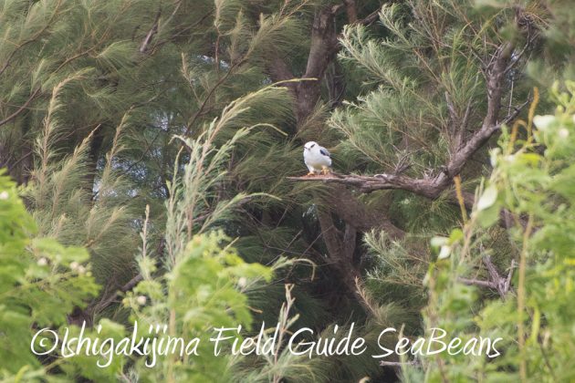 9%e6%9c%8813%e6%97%a5%e7%9f%b3%e5%9e%a3%e5%b3%b6%e3%83%90%e3%83%bc%e3%83%89%e3%82%a6%e3%82%aa%e3%83%83%e3%83%81%e3%83%b3%e3%82%b0%ef%bc%86%e9%87%8e%e9%b3%a5%e6%92%ae%e5%bd%b1%e3%82%ac%e3%82%a4