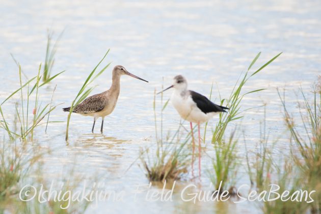 9%e6%9c%8822%e6%97%a5%e7%9f%b3%e5%9e%a3%e5%b3%b6%e3%83%90%e3%83%bc%e3%83%89%e3%82%a6%e3%82%aa%e3%83%83%e3%83%81%e3%83%b3%e3%82%b0%ef%bc%86%e9%87%8e%e9%b3%a5%e6%92%ae%e5%bd%b1%e3%82%ac%e3%82%a4