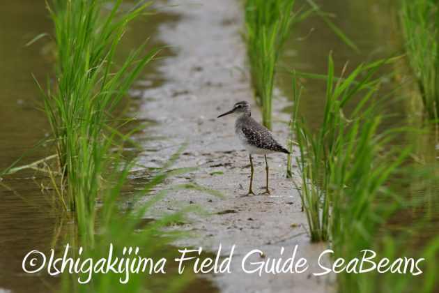 9%e6%9c%8820%e6%97%a5%e7%9f%b3%e5%9e%a3%e5%b3%b6%e3%83%90%e3%83%bc%e3%83%89%e3%82%a6%e3%82%aa%e3%83%83%e3%83%81%e3%83%b3%e3%82%b0%ef%bc%86%e9%87%8e%e9%b3%a5%e6%92%ae%e5%bd%b1%e3%82%ac%e3%82%a4