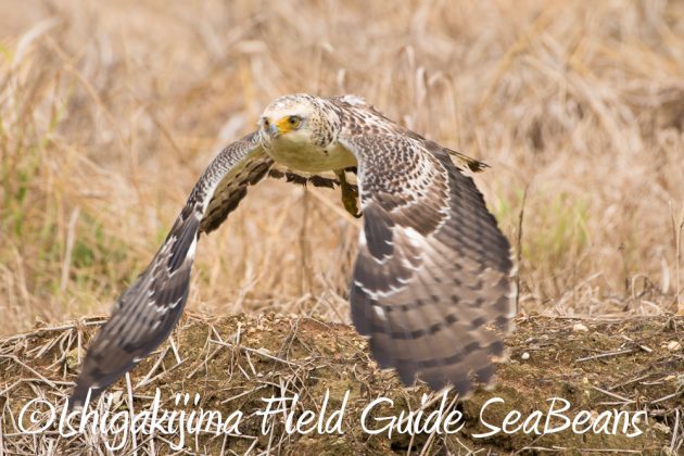 9%e6%9c%8810%e6%97%a5%e7%9f%b3%e5%9e%a3%e5%b3%b6%e3%83%90%e3%83%bc%e3%83%89%e3%82%a6%e3%82%aa%e3%83%83%e3%83%81%e3%83%b3%e3%82%b0%ef%bc%86%e9%87%8e%e9%b3%a5%e6%92%ae%e5%bd%b1%e3%82%ac%e3%82%a4