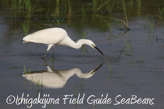 9月1日石垣島バードウオッチング&野鳥撮影ガイド4