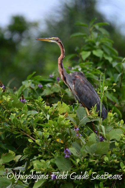 9%e6%9c%8820%e6%97%a5%e7%9f%b3%e5%9e%a3%e5%b3%b6%e3%83%90%e3%83%bc%e3%83%89%e3%82%a6%e3%82%aa%e3%83%83%e3%83%81%e3%83%b3%e3%82%b0%ef%bc%86%e9%87%8e%e9%b3%a5%e6%92%ae%e5%bd%b1%e3%82%ac%e3%82%a4