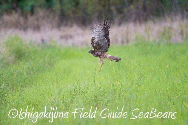 9%e6%9c%8812%e6%97%a5%e7%9f%b3%e5%9e%a3%e5%b3%b6%e3%83%90%e3%83%bc%e3%83%89%e3%82%a6%e3%82%aa%e3%83%83%e3%83%81%e3%83%b3%e3%82%b0%ef%bc%86%e9%87%8e%e9%b3%a5%e6%92%ae%e5%bd%b1%e3%82%ac%e3%82%a4