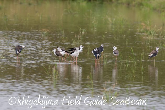 9%e6%9c%8830%e6%97%a5%e7%9f%b3%e5%9e%a3%e5%b3%b6%e3%83%90%e3%83%bc%e3%83%89%e3%82%a6%e3%82%aa%e3%83%83%e3%83%81%e3%83%b3%e3%82%b0%ef%bc%86%e9%87%8e%e9%b3%a5%e6%92%ae%e5%bd%b1%e3%82%ac%e3%82%a4