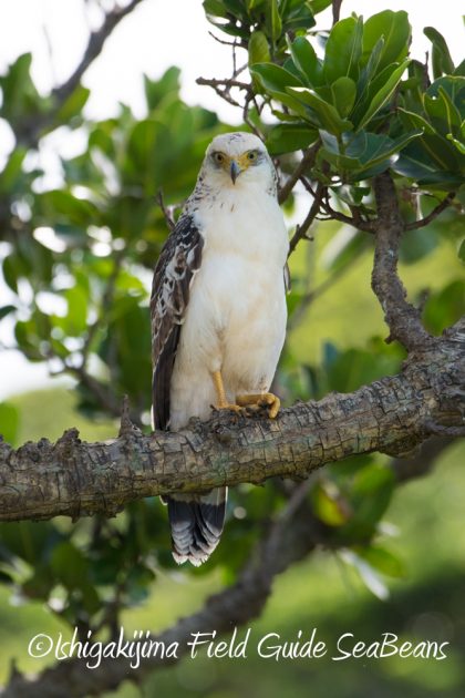 9%e6%9c%8812%e6%97%a5%e7%9f%b3%e5%9e%a3%e5%b3%b6%e3%83%90%e3%83%bc%e3%83%89%e3%82%a6%e3%82%aa%e3%83%83%e3%83%81%e3%83%b3%e3%82%b0%ef%bc%86%e9%87%8e%e9%b3%a5%e6%92%ae%e5%bd%b1%e3%82%ac%e3%82%a4