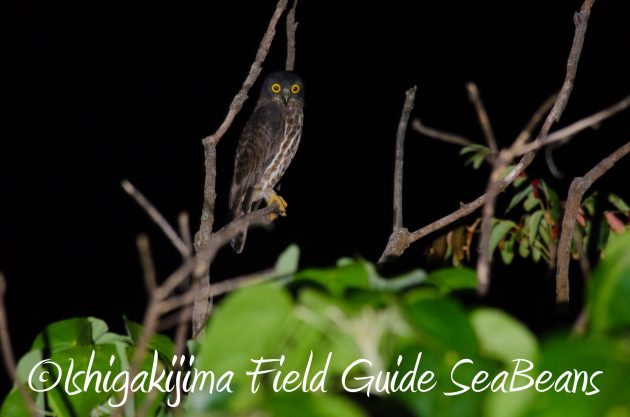 9月1日石垣島ナイトツアー2