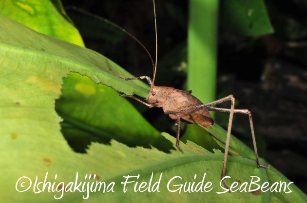 9月1日石垣島ナイトツアー11