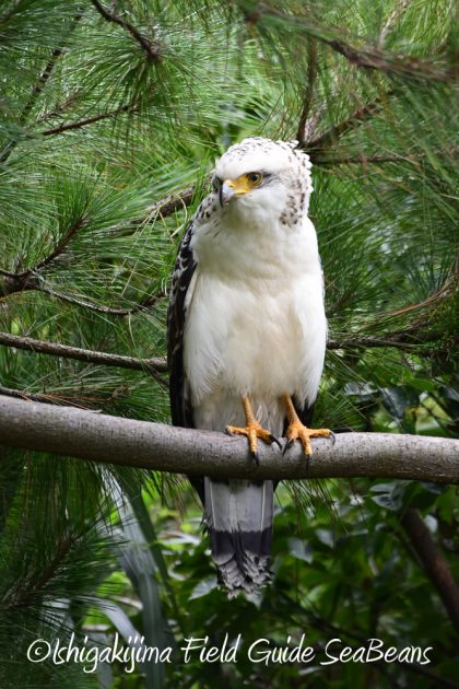 9月7日石垣島バードウオッチング&野鳥撮影ガイド17