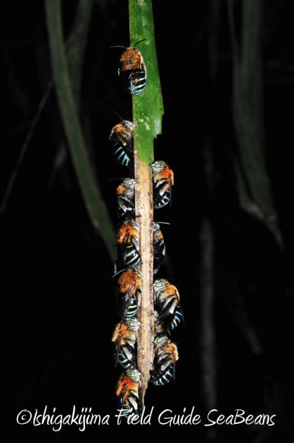 9%e6%9c%8819%e6%97%a5%e7%9f%b3%e5%9e%a3%e5%b3%b6%e3%83%8a%e3%82%a4%e3%83%88%e3%83%84%e3%82%a2%e3%83%bc13