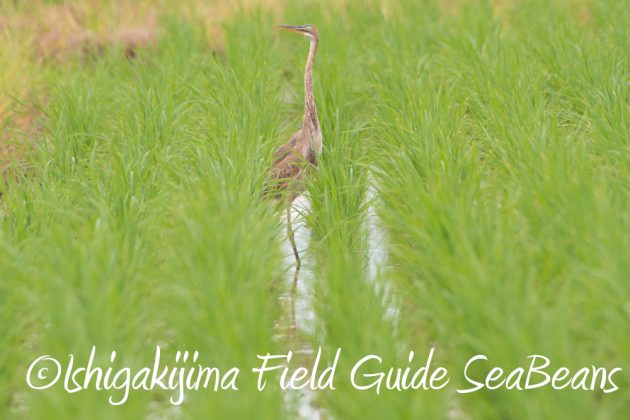 9%e6%9c%8810%e6%97%a5%e7%9f%b3%e5%9e%a3%e5%b3%b6%e3%83%90%e3%83%bc%e3%83%89%e3%82%a6%e3%82%aa%e3%83%83%e3%83%81%e3%83%b3%e3%82%b0%ef%bc%86%e9%87%8e%e9%b3%a5%e6%92%ae%e5%bd%b1%e3%82%ac%e3%82%a4