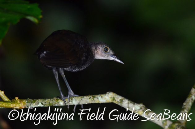 9%e6%9c%889%e6%97%a5%e7%9f%b3%e5%9e%a3%e5%b3%b6%e3%83%8a%e3%82%a4%e3%83%88%e3%83%84%e3%82%a2%e3%83%bc18