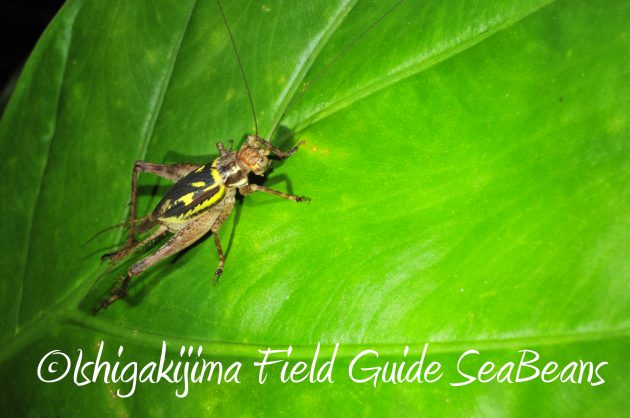 9月1日石垣島ナイトツアー5