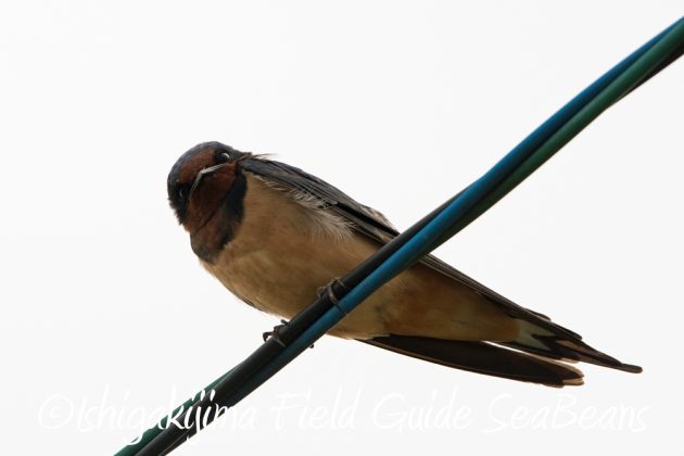 9%e6%9c%8819%e6%97%a5%e7%9f%b3%e5%9e%a3%e5%b3%b6%e3%83%90%e3%83%bc%e3%83%89%e3%82%a6%e3%82%aa%e3%83%83%e3%83%81%e3%83%b3%e3%82%b0%ef%bc%86%e9%87%8e%e9%b3%a5%e6%92%ae%e5%bd%b1%e3%82%ac%e3%82%a4