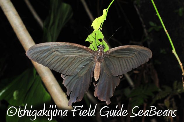 9%e6%9c%8812%e6%97%a5%e7%9f%b3%e5%9e%a3%e5%b3%b6%e3%83%8a%e3%82%a4%e3%83%88%e3%83%84%e3%82%a2%e3%83%bc7