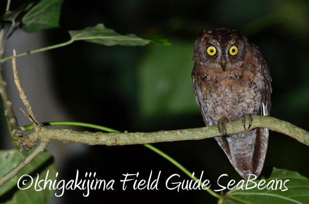 9%e6%9c%8822%e6%97%a5%e7%9f%b3%e5%9e%a3%e5%b3%b6%e3%83%8a%e3%82%a4%e3%83%88%e3%83%84%e3%82%a2%e3%83%bc7