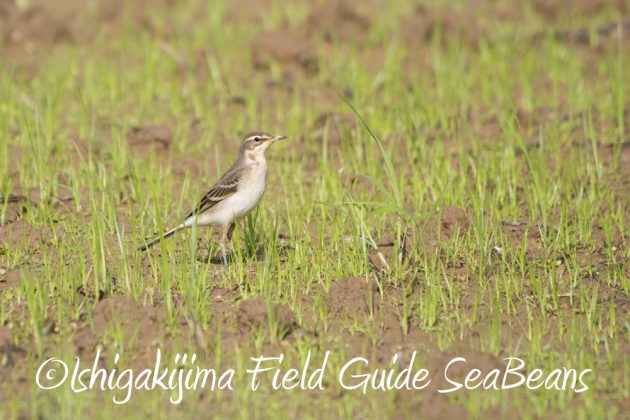 9%e6%9c%8825%e6%97%a5%e7%9f%b3%e5%9e%a3%e5%b3%b6%e3%83%90%e3%83%bc%e3%83%89%e3%82%a6%e3%82%aa%e3%83%83%e3%83%81%e3%83%b3%e3%82%b0%ef%bc%86%e9%87%8e%e9%b3%a5%e8%a6%b3%e5%af%9f%e3%82%ac%e3%82%a4