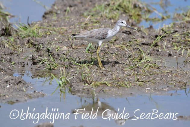 9%e6%9c%8823%e6%97%a5%e7%9f%b3%e5%9e%a3%e5%b3%b6%e3%83%90%e3%83%bc%e3%83%89%e3%82%a6%e3%82%aa%e3%83%83%e3%83%81%e3%83%b3%e3%82%b0%ef%bc%86%e9%87%8e%e9%b3%a5%e6%92%ae%e5%bd%b1%e3%82%ac%e3%82%a4