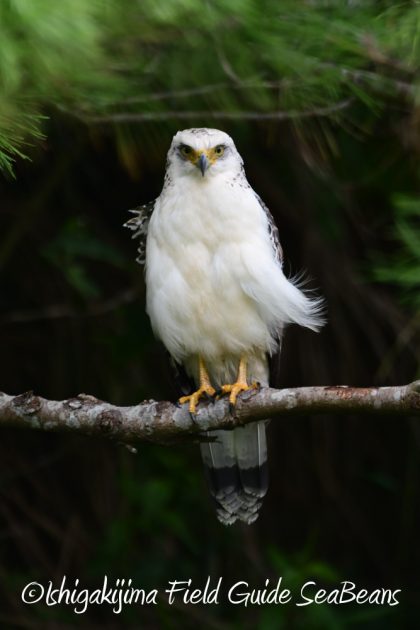 9%e6%9c%8814%e6%97%a5%e7%9f%b3%e5%9e%a3%e5%b3%b6%e3%83%90%e3%83%bc%e3%83%89%e3%82%a6%e3%82%aa%e3%83%83%e3%83%81%e3%83%b3%e3%82%b0%ef%bc%86%e9%87%8e%e9%b3%a5%e6%92%ae%e5%bd%b1%e3%82%ac%e3%82%a4