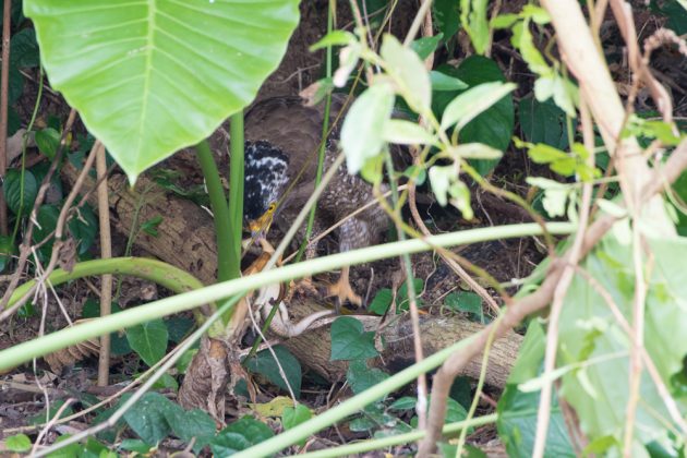 C-_Users_SeaBeans_Desktop_9月5日石垣島バードウオッチング＆野鳥撮影ガイド15