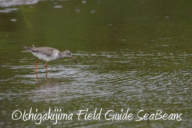 9%e6%9c%8821%e6%97%a5%e7%9f%b3%e5%9e%a3%e5%b3%b6%e3%83%90%e3%83%bc%e3%83%89%e3%82%a6%e3%82%aa%e3%83%83%e3%83%81%e3%83%b3%e3%82%b0%ef%bc%86%e9%87%8e%e9%b3%a5%e6%92%ae%e5%bd%b1%e3%82%ac%e3%82%a4