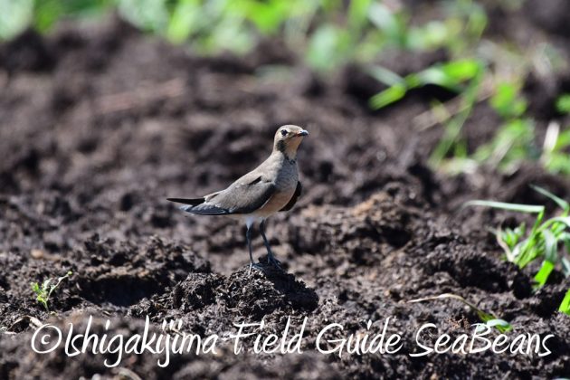 9%e6%9c%8825%e6%97%a5%e7%9f%b3%e5%9e%a3%e5%b3%b6%e3%83%90%e3%83%bc%e3%83%89%e3%82%a6%e3%82%aa%e3%83%83%e3%83%81%e3%83%b3%e3%82%b0%ef%bc%86%e9%87%8e%e9%b3%a5%e8%a6%b3%e5%af%9f%e3%82%ac%e3%82%a4