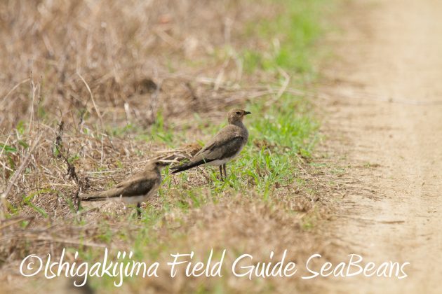 9月3日石垣島バードウオッチング＆野鳥撮影ガイド11